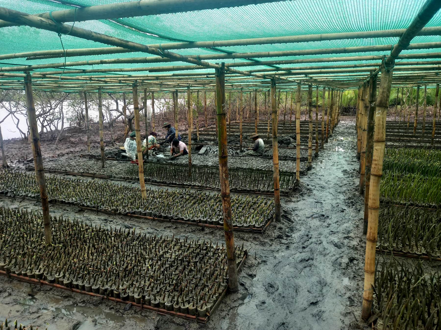 NURSERY-RAISED SEEDLINGS